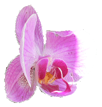 Orchid